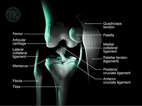 Tarabichi Hip & Knees